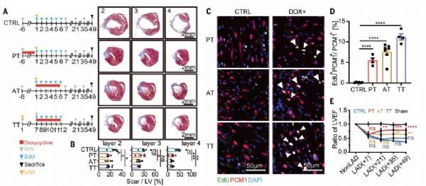 science重磅心脏再生新希望诺奖技术助力心肌细胞重编程恢复小鼠心脏