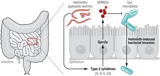 Science：肠道杀菌蛋白SPRR2A在肠道蠕虫感染时保护肠道屏障