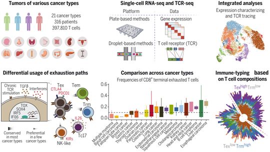 Science：我国科学家成功构建肿瘤浸润T细胞的泛癌单细胞图谱