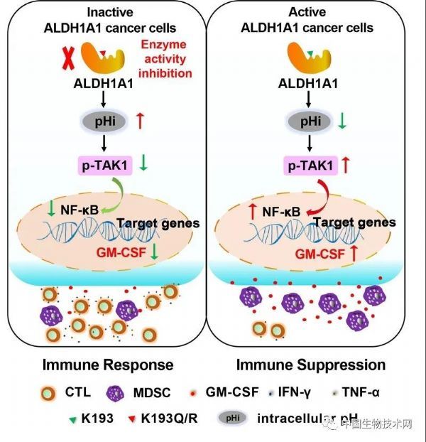 research:揭示肿瘤干细胞标志物aldh1a1通过重塑免疫微环境促进乳腺癌