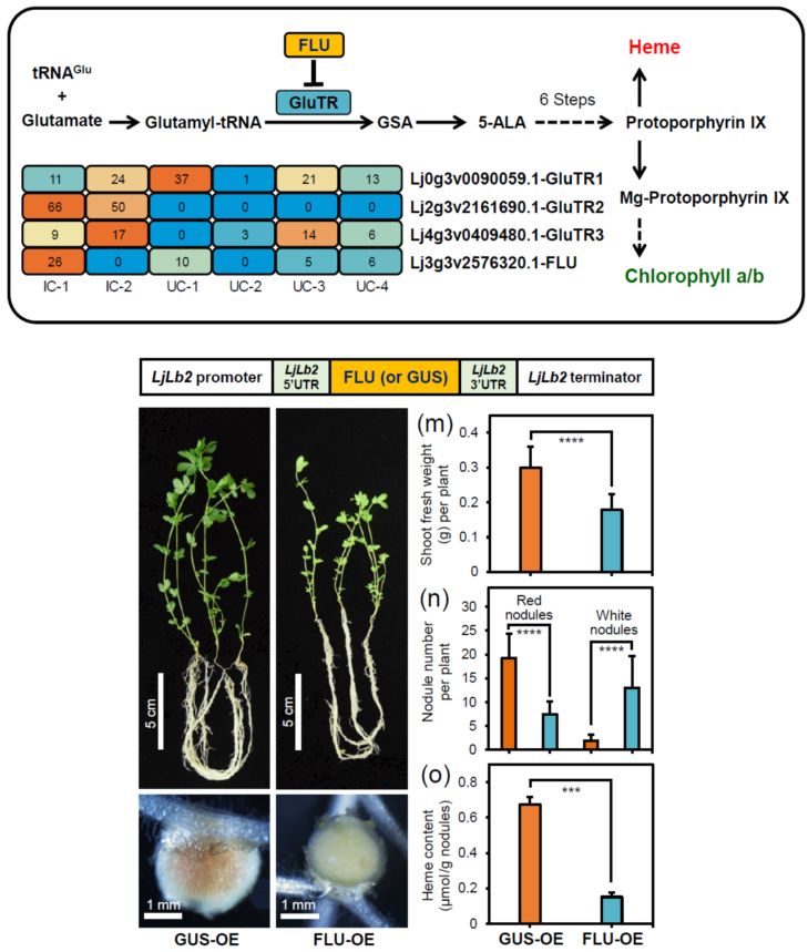 Plant Biotechnology Journal解析豆科植物根瘤固氮的调控网络 专区 生物谷