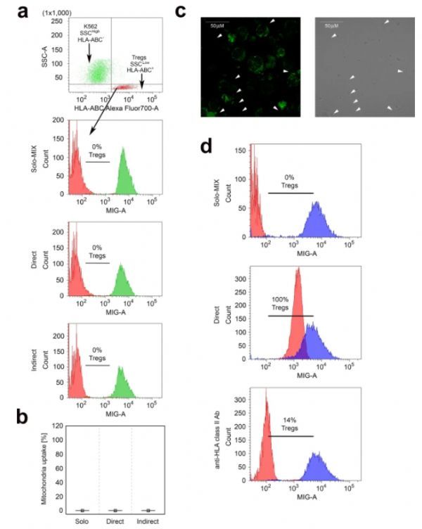 间充质干细胞能增强调节性T细胞的免疫抑制潜能(图2)
