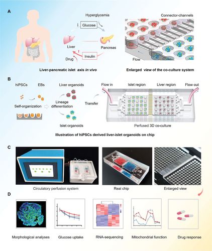 Advanced Science：利用类器官芯片实现人体肝脏-胰岛互作仿生模拟